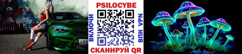 закладка  Москва  Псилоцибиновые грибы Cubensis 